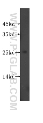 RPL32 Antibody in Western Blot (WB)