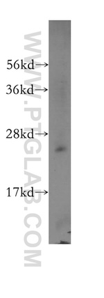 RPL32 Antibody in Western Blot (WB)