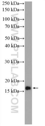 RPL32 Antibody in Western Blot (WB)