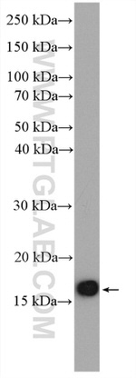 RPL32 Antibody in Western Blot (WB)
