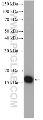 RPL32 Antibody in Western Blot (WB)