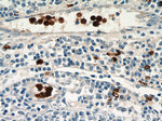 S100A12 Antibody in Immunohistochemistry (Paraffin) (IHC (P))
