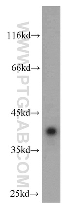 C20orf43 Antibody in Western Blot (WB)