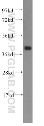 C20orf43 Antibody in Western Blot (WB)