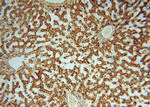 OCIAD1 Antibody in Immunohistochemistry (Paraffin) (IHC (P))