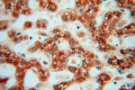 OCIAD1 Antibody in Immunohistochemistry (Paraffin) (IHC (P))