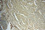 SEPHS1 Antibody in Immunohistochemistry (Paraffin) (IHC (P))