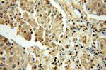 SEPHS1 Antibody in Immunohistochemistry (Paraffin) (IHC (P))