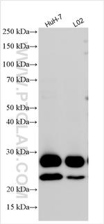TMUB1 Antibody in Western Blot (WB)