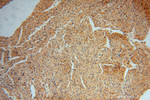 C18orf55 Antibody in Immunohistochemistry (Paraffin) (IHC (P))