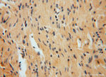 C18orf55 Antibody in Immunohistochemistry (Paraffin) (IHC (P))