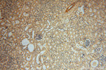 C18orf55 Antibody in Immunohistochemistry (Paraffin) (IHC (P))