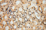 C18orf55 Antibody in Immunohistochemistry (Paraffin) (IHC (P))