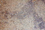 C18orf55 Antibody in Immunohistochemistry (Paraffin) (IHC (P))