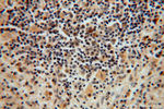 C18orf55 Antibody in Immunohistochemistry (Paraffin) (IHC (P))