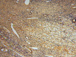 C18orf55 Antibody in Immunohistochemistry (Paraffin) (IHC (P))