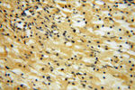 C18orf55 Antibody in Immunohistochemistry (Paraffin) (IHC (P))