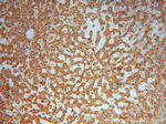 C18orf55 Antibody in Immunohistochemistry (Paraffin) (IHC (P))