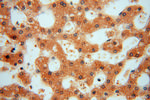 C18orf55 Antibody in Immunohistochemistry (Paraffin) (IHC (P))