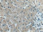 C18orf55 Antibody in Immunohistochemistry (Paraffin) (IHC (P))