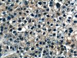 ASL Antibody in Immunohistochemistry (Paraffin) (IHC (P))