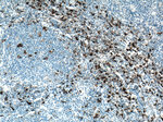 CD163 Antibody in Immunohistochemistry (Paraffin) (IHC (P))