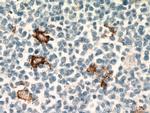 CD163 Antibody in Immunohistochemistry (Paraffin) (IHC (P))