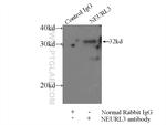 NEURL3 Antibody in Immunoprecipitation (IP)