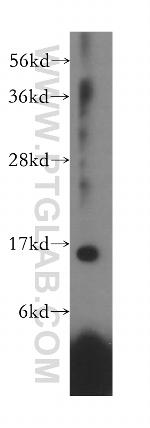 RPL28 Antibody in Western Blot (WB)