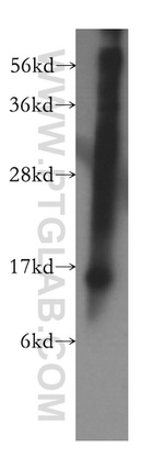 RPL28 Antibody in Western Blot (WB)