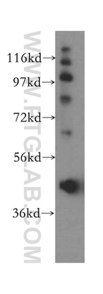 LDB1 Antibody in Western Blot (WB)
