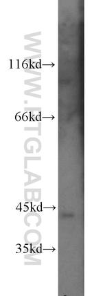 PRKX Antibody in Western Blot (WB)