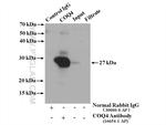 COQ4 Antibody in Immunoprecipitation (IP)