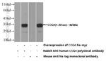 COQ4 Antibody in Western Blot (WB)