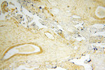SPATA19 Antibody in Immunohistochemistry (Paraffin) (IHC (P))