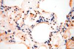 SPATA19 Antibody in Immunohistochemistry (Paraffin) (IHC (P))
