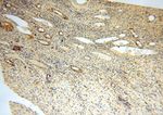 SPATA19 Antibody in Immunohistochemistry (Paraffin) (IHC (P))