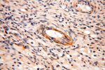SPATA19 Antibody in Immunohistochemistry (Paraffin) (IHC (P))
