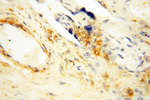 SPATA19 Antibody in Immunohistochemistry (Paraffin) (IHC (P))