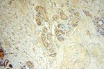 SPATA19 Antibody in Immunohistochemistry (Paraffin) (IHC (P))