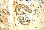 SPATA19 Antibody in Immunohistochemistry (Paraffin) (IHC (P))