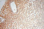 SPATA19 Antibody in Immunohistochemistry (Paraffin) (IHC (P))
