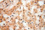 SPATA19 Antibody in Immunohistochemistry (Paraffin) (IHC (P))