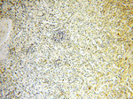 SPATA19 Antibody in Immunohistochemistry (Paraffin) (IHC (P))