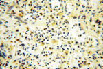 SPATA19 Antibody in Immunohistochemistry (Paraffin) (IHC (P))