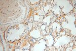 SPATA19 Antibody in Immunohistochemistry (Paraffin) (IHC (P))