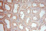 SPATA19 Antibody in Immunohistochemistry (Paraffin) (IHC (P))