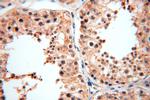 SPATA19 Antibody in Immunohistochemistry (Paraffin) (IHC (P))