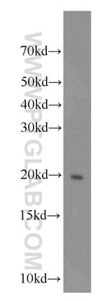 SPATA19 Antibody in Western Blot (WB)
