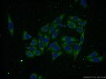 AMZ2 Antibody in Immunocytochemistry (ICC/IF)